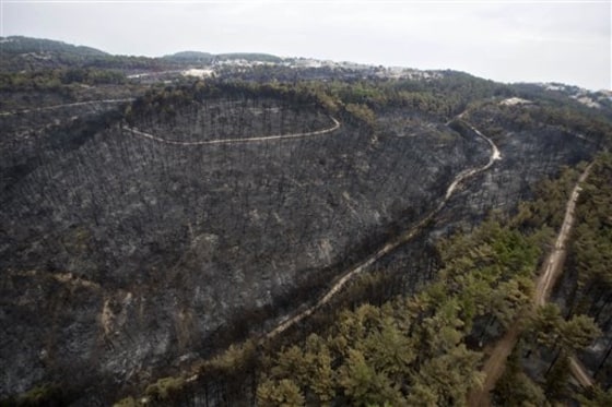 Twenty square miles of Israel's Carmel forest, including this section, were destroyed by fire over four days last week.